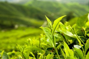 ползи от зелен чай
